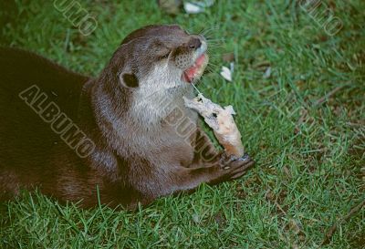 Otter Feeding (Lutrinae)