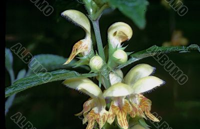 Yellow Archangel (Lamiastrum galeobdolon)