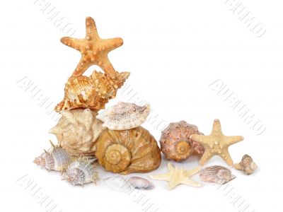 A composition made from shells and starfishes - 6