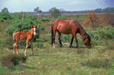 New Forest Ponies