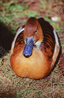 Chestnut Teal (Anas castanea)