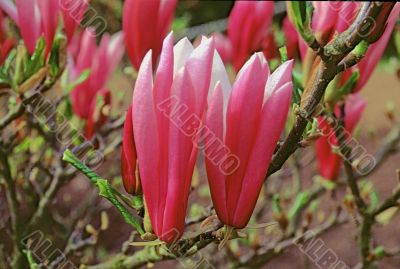 Magnolia Susan (Magnoliaceae)