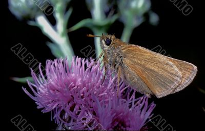  Essex Skipper (Thymelicus lineola)