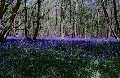 Bluebell Woodland