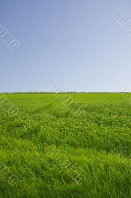 green field