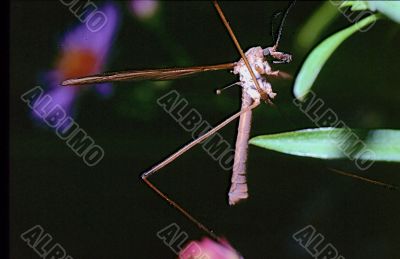 Crane Fly (Tipulidae)