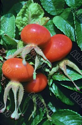 Rose hips (rosa)