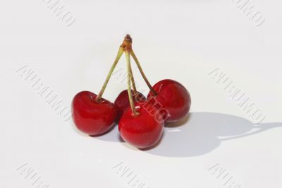 Cherries