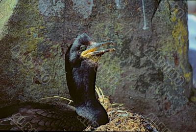 Shag (Phalacrocoracidae)