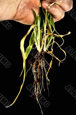 Roots