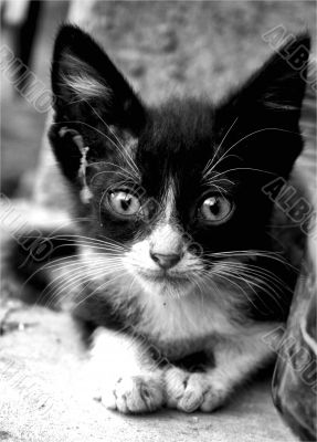 Cute Cats
