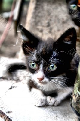 Cute Cats