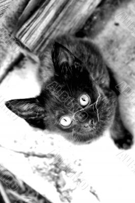 Cute Cats