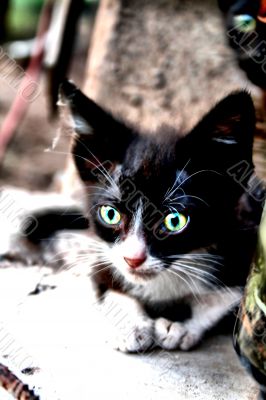 Cute Cats