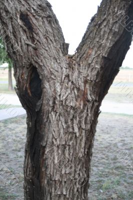 Tree and Lightning