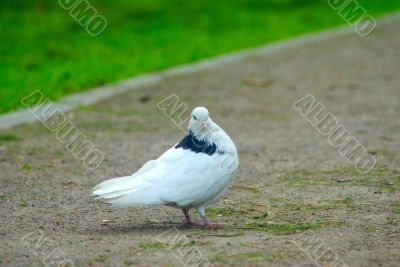 The white pigeon