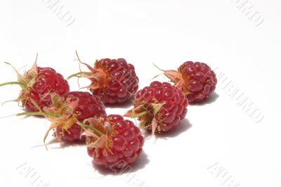 Juicy berries of a raspberry.