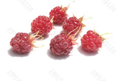 Juicy berries of a raspberry.