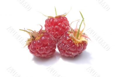 Juicy berries of a raspberry.