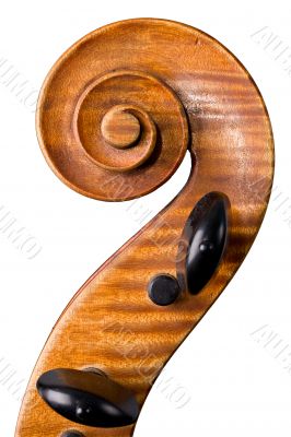 violoncello