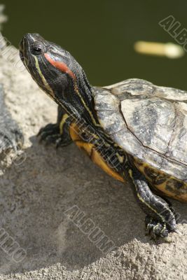 Tortoise portrait