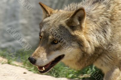  grey volf