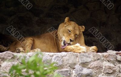 lion on a stones