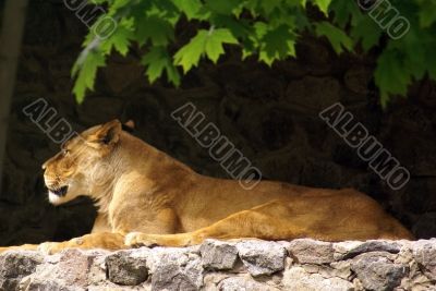 lion under maple