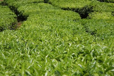Tea plantation