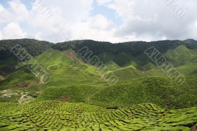 Tea plantation