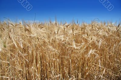 Summer wheat