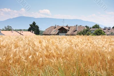 Rural countryside
