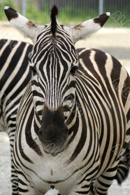 closeup portrait of zebra