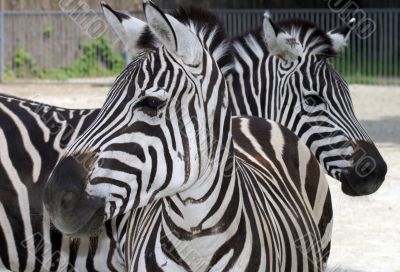 portrait of two zebras