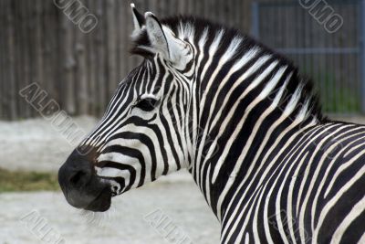 Zebra