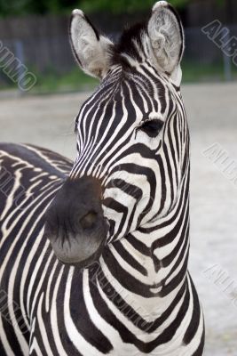 portrait of zebra