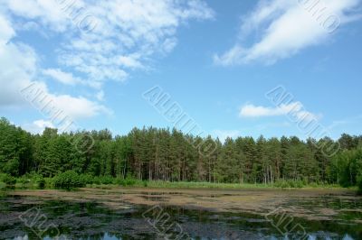 Summer landscape
