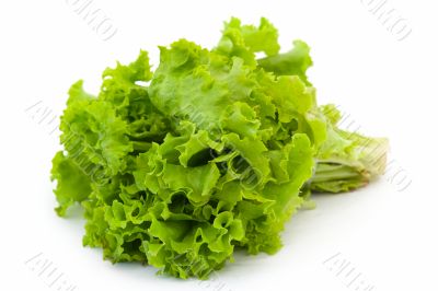 Lettuce