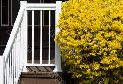 White and yellow