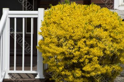 White and yellow