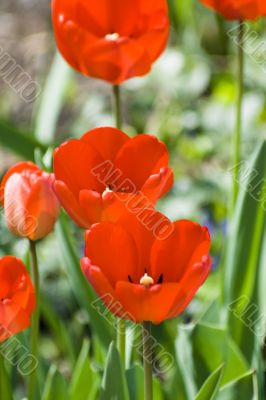 blossoming tulips