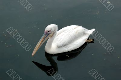Bird the pelican floating on water