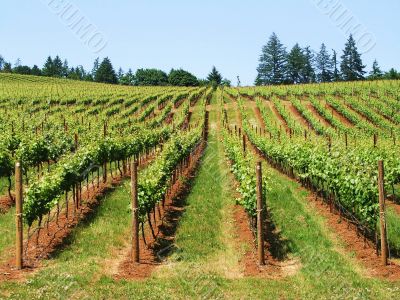 Wine Vines