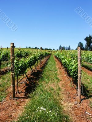 Wine Vines