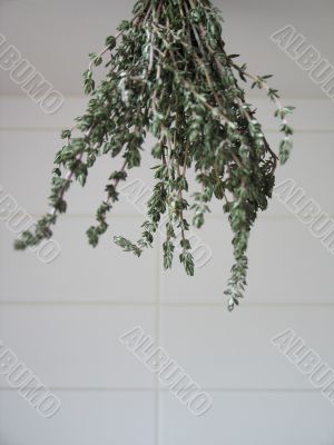 thyme