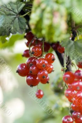 Red currant