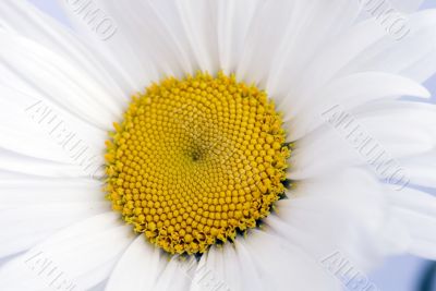 camomile flower