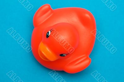 Red plastic duck