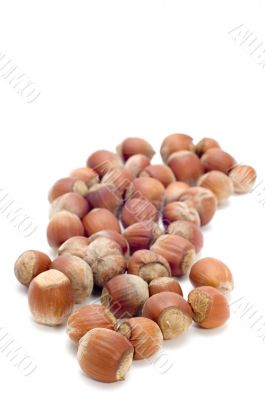 hazel nut  on white