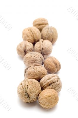 walnut macro